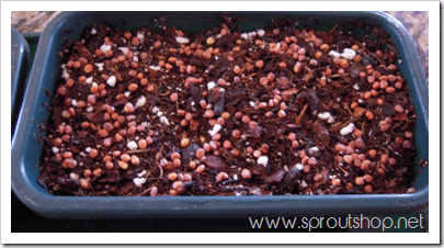 How to Grow Microgreens. Here's a complete guide to microgreens!