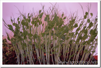 How to Grow Microgreens. Here's a complete guide to microgreens!