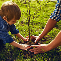 Family activity planting a tree together